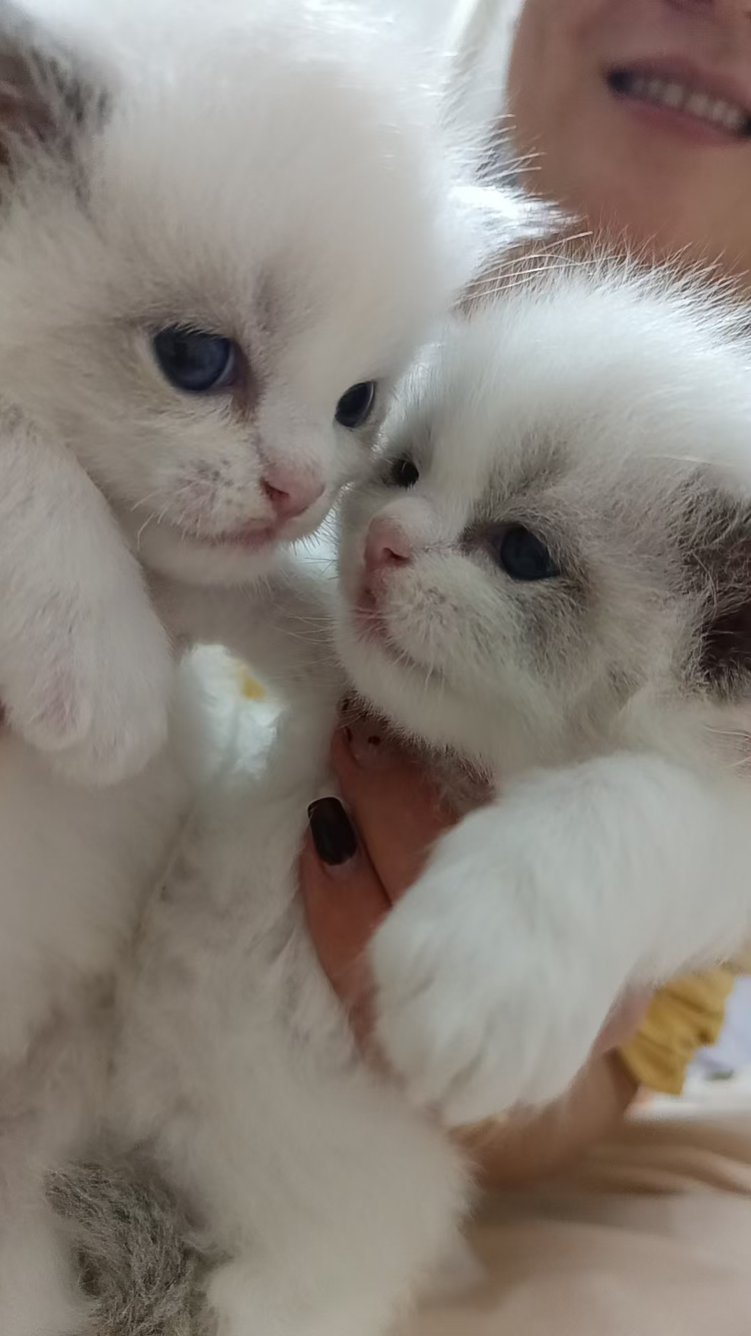 自己家养的新脸版布偶猫咪找主人了，弟弟妹妹都有哈！能吃能睡能陪玩！标价出